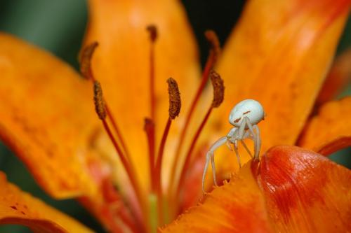 Misumena vatia