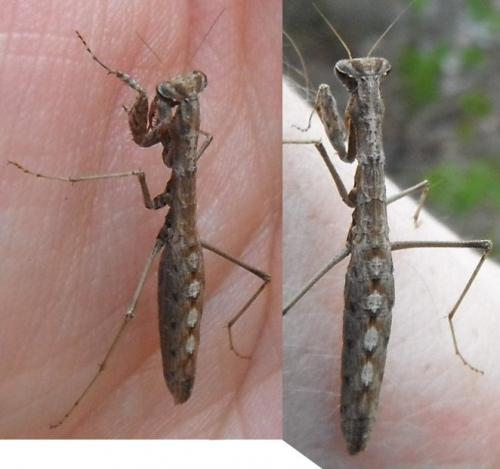 Réf. 124 501 : Geomantis larvoides