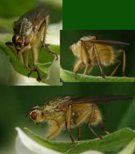 Scathophaga stercoraria