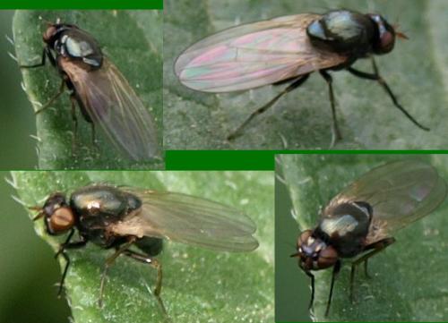 Calliopum sp.