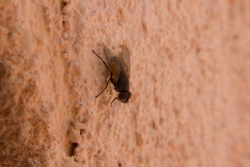 Musca domestica