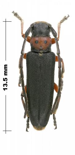 Phytoecia astarte lederi