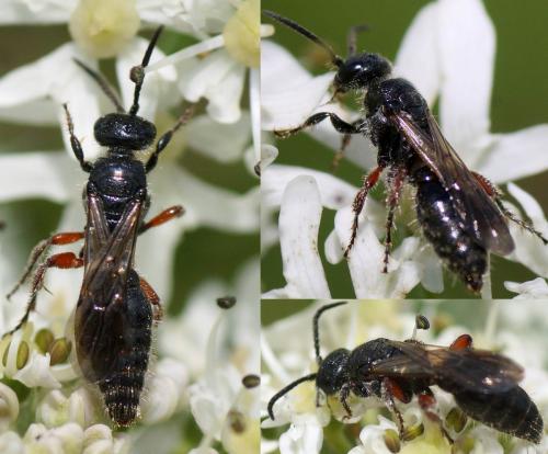 Tiphia femorata