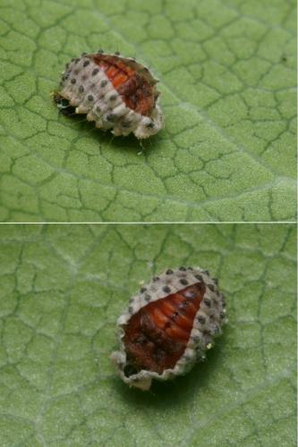Novius cardinalis