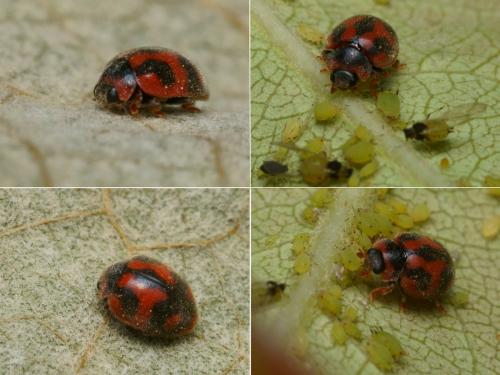 Réf. 124 015 : Novius cardinalis