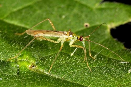 Réf. 124 385 : Dicyphus pallidus