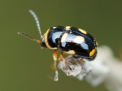 Réf. 124 030 : Cryptocephalus crassus