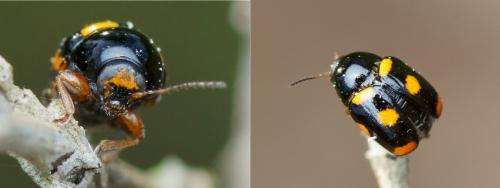 Réf. 124 031 : Cryptocephalus crassus