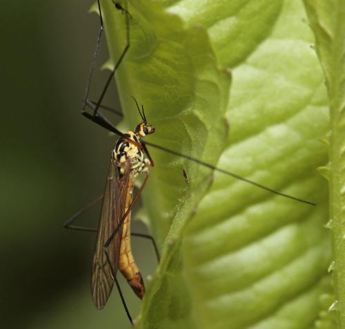 Nephrotoma flavescens