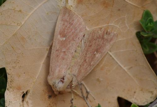 Réf. 124 019 : Mythimna ferrago