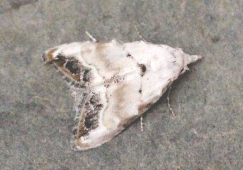 Réf. 124 070 : Nola chlamitulalis