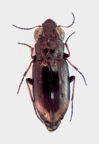 Réf. 124 887 : Notiophilus quadripunctatus
