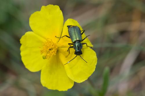 Réf. 124 994 : Clanoptilus elegans
