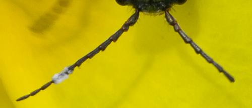 Clanoptilus elegans