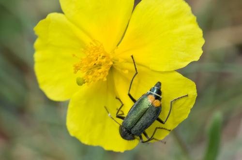 Réf. 124 997 : Clanoptilus elegans
