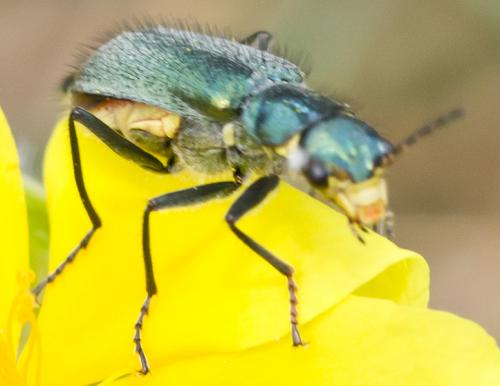 Clanoptilus elegans