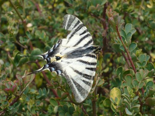 Réf. 124 809 : Iphiclides podalirius
