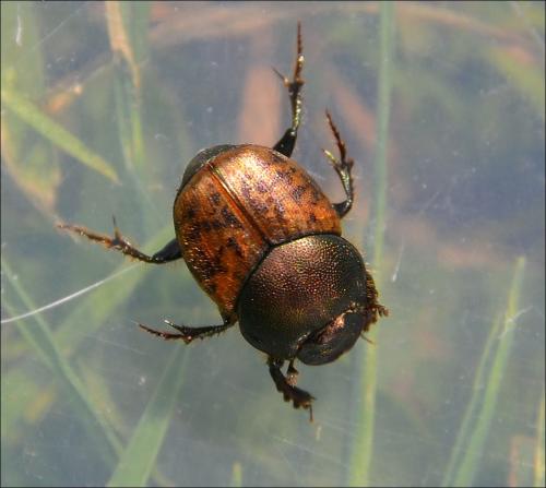 Onthophagus coenobita
