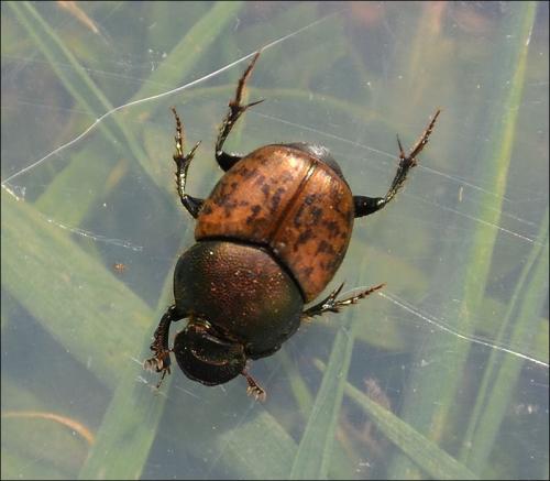 Onthophagus coenobita