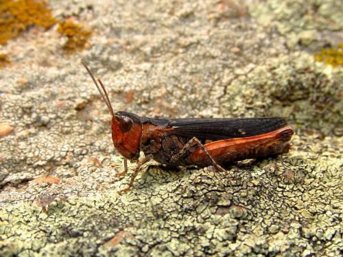 Réf. 124 294 : Omocestus raymondi raymondi