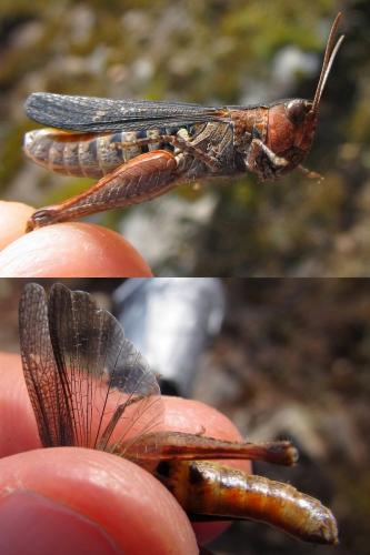 Réf. 124 380 : Omocestus raymondi raymondi