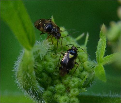 Orthops sp.