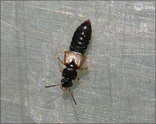 Oxytelus piceus