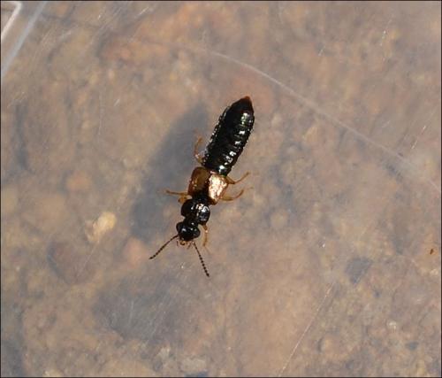 Oxytelus piceus