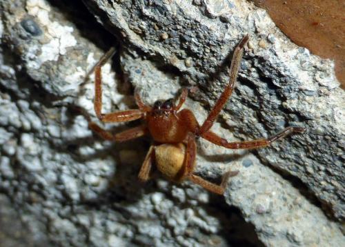 Olios argelasius