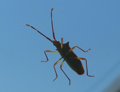 Gonocerus insidiator