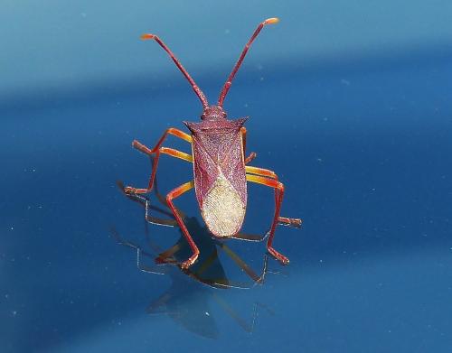 Gonocerus insidiator