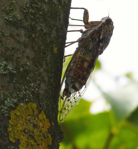 Cicada orni