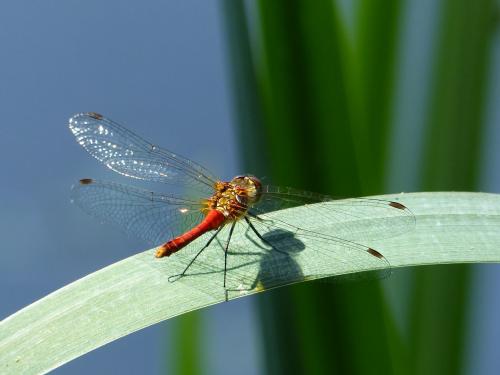 Sympetrum sanguineum