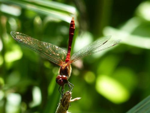 Sympetrum sanguineum