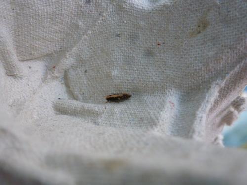 Monopis crocicapitella
