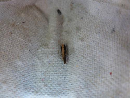 Monopis crocicapitella