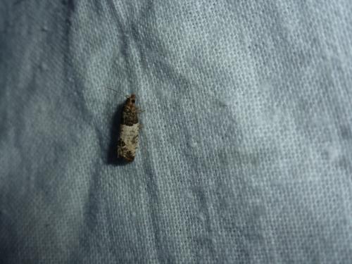 Spilonota ocellana
