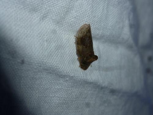 Ledra aurita