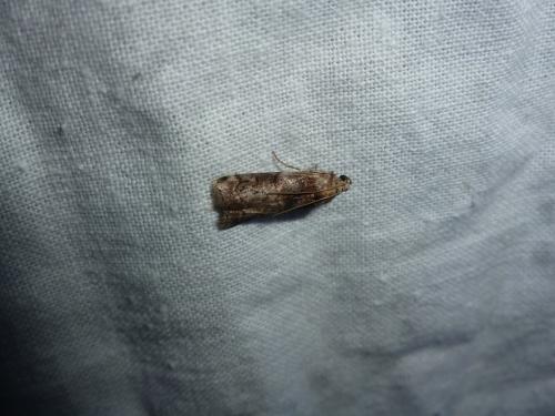 Réf. 124 530 : Phycita roborella