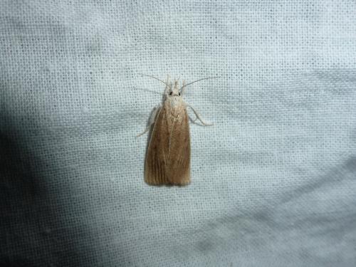 Réf. 124 533 : Calamotropha paludella