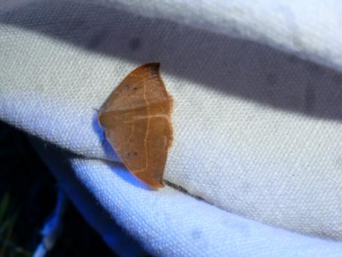 Watsonalla sp.