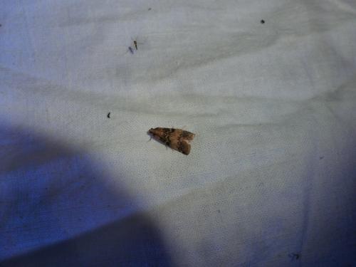 Réf. 124 673 : Euzophera pinguis