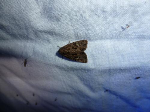 Mesapamea sp.