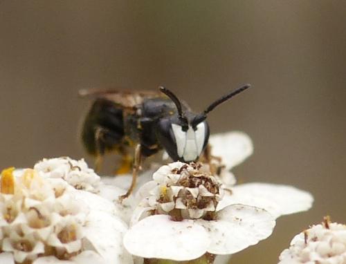 Réf. 124 398 : Hylaeus nigritus