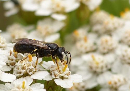 Réf. 124 399 : Hylaeus nigritus