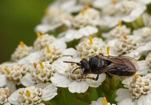 Réf. 124 400 : Hylaeus nigritus