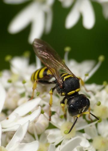 Ectemnius lituratus