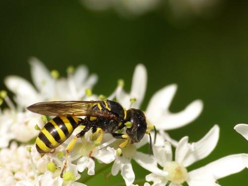 Ectemnius lituratus