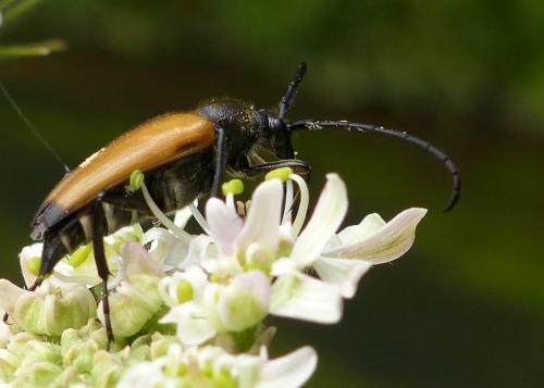 Stictoleptura fulva