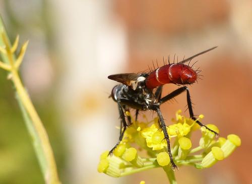 Réf. 124 718 : Cylindromyia bicolor
